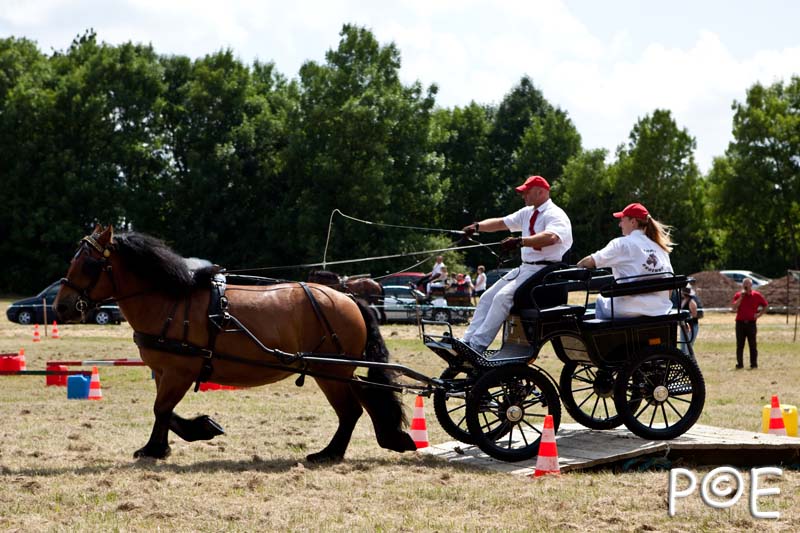090628_MG_0194.jpg - Concours de présentation de cheval ardennais