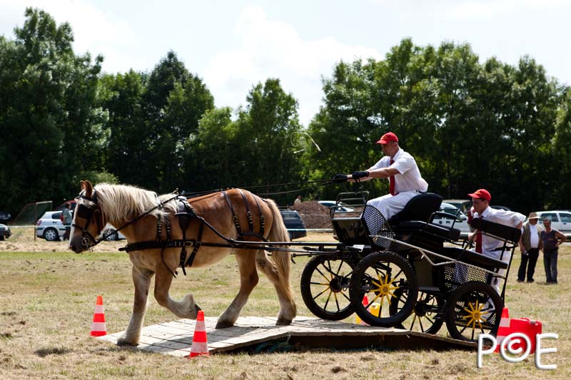090628_MG_0201.jpg - Concours de présentation de cheval ardennais