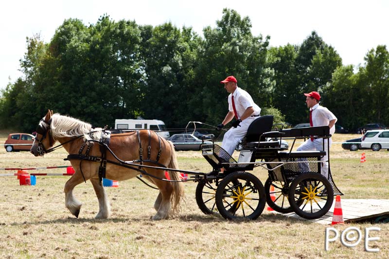 090628_MG_0203.jpg - Concours de présentation de cheval ardennais