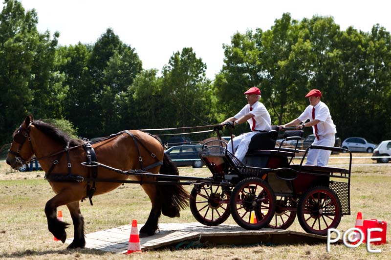 090628_MG_0207.jpg - Concours de présentation de cheval ardennais