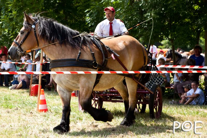 090628_MG_0212.jpg - Concours de présentation de cheval ardennais