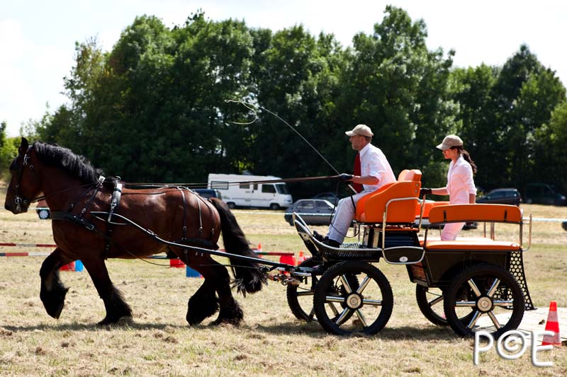 090628_MG_0225.jpg - Concours de présentation de cheval ardennais