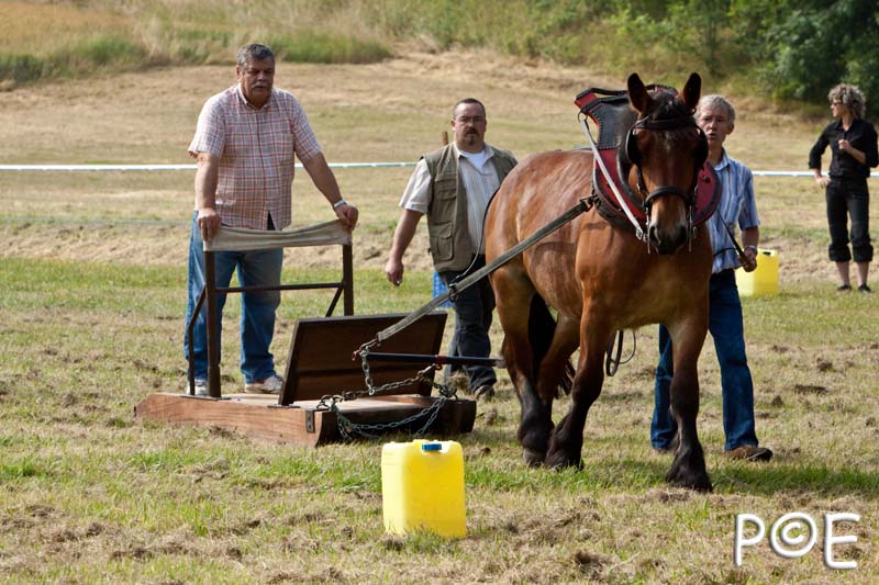 090628_MG_8311.jpg - Concours de présentation de cheval ardennais