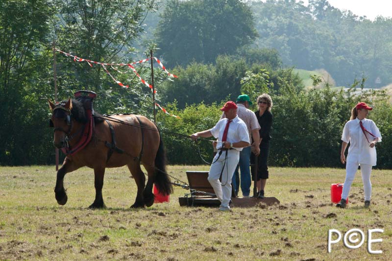090628_MG_8437.jpg - Concours de présentation de cheval ardennais