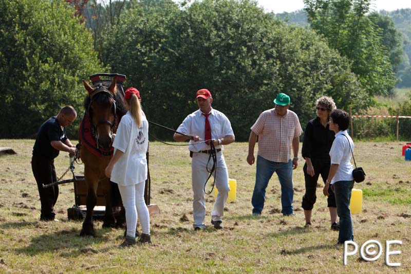 090628_MG_8438.jpg - Concours de présentation de cheval ardennais