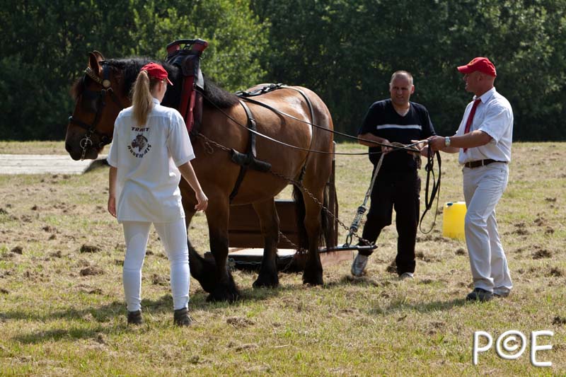 090628_MG_8440.jpg - Concours de présentation de cheval ardennais
