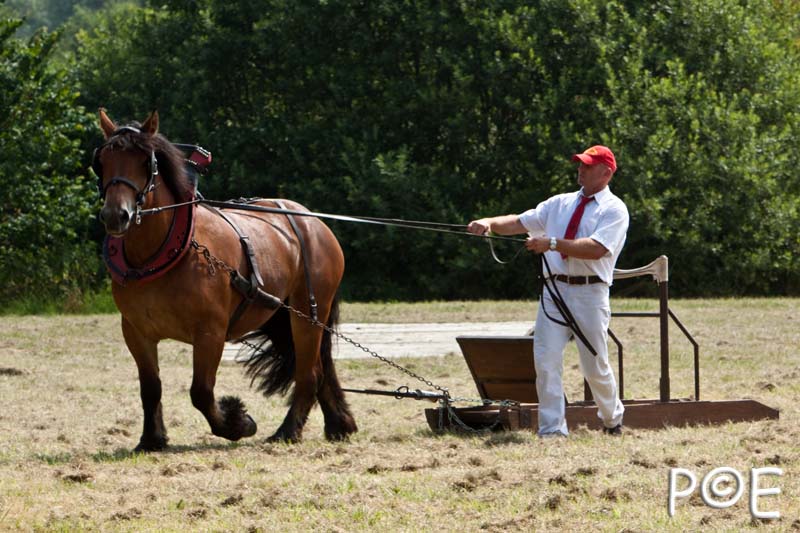 090628_MG_8645.jpg - Concours de présentation de cheval ardennais
