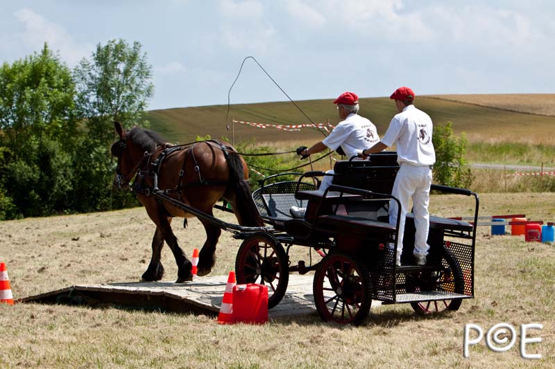 090628_MG_8914.jpg - Concours de présentation de cheval ardennais