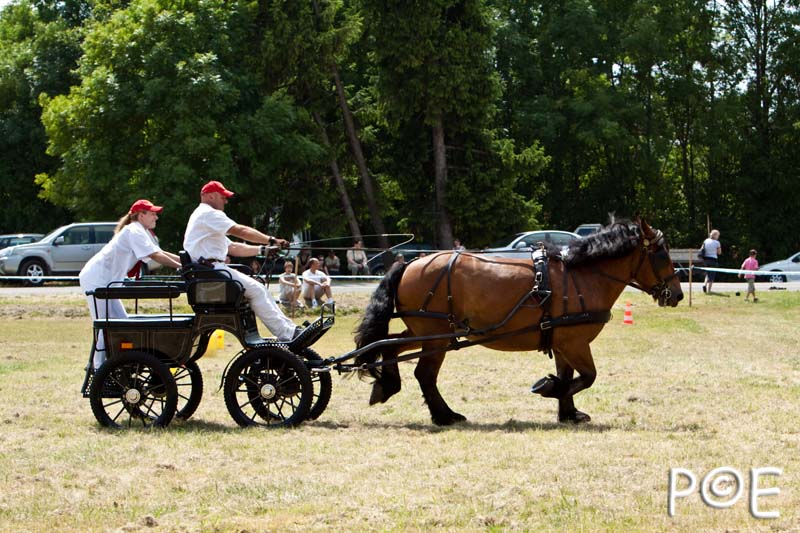 090628_MG_9012.jpg - Concours de présentation de cheval ardennais