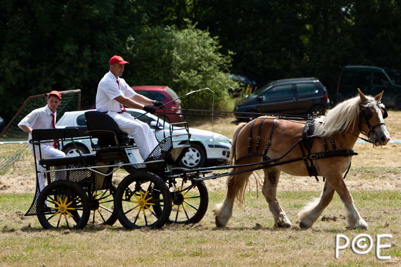 090628_MG_9021.jpg - Concours de présentation de cheval ardennais