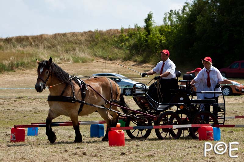 090628_MG_9054.jpg - Concours de présentation de cheval ardennais