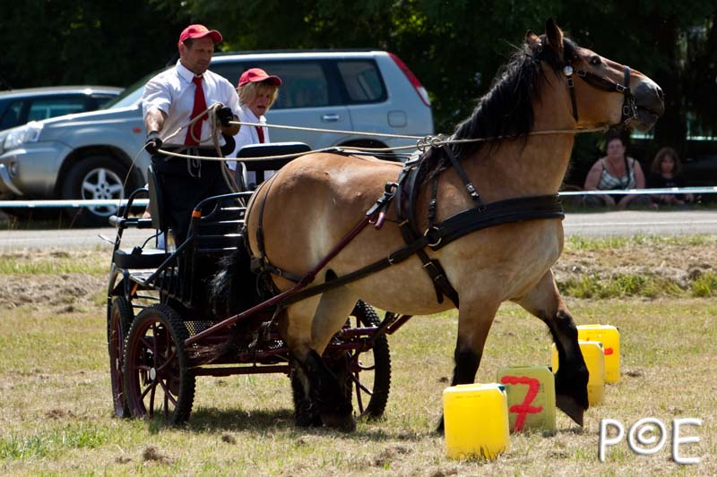 090628_MG_9067.jpg - Concours de présentation de cheval ardennais
