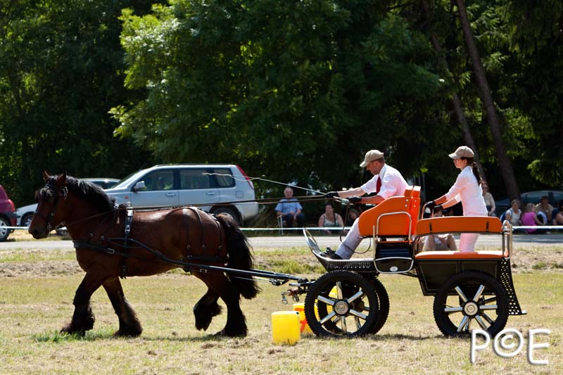 090628_MG_9090.jpg - Concours de présentation de cheval ardennais
