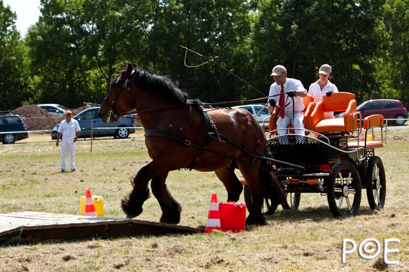 090628_MG_9096.jpg - Concours de présentation de cheval ardennais