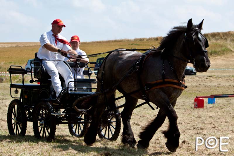 090628_MG_9116.jpg - Concours de présentation de cheval ardennais