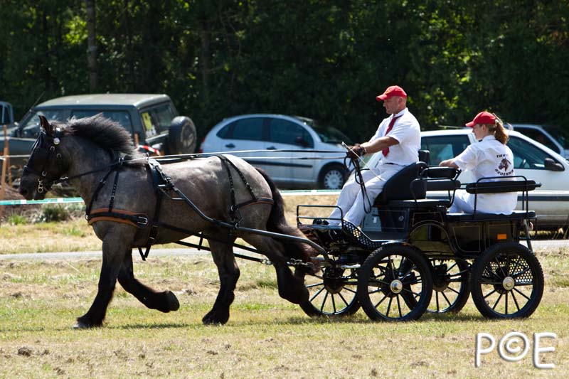 090628_MG_9122.jpg - Concours de présentation de cheval ardennais
