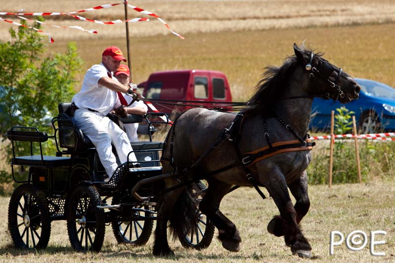 090628_MG_9137.jpg - Concours de présentation de cheval ardennais