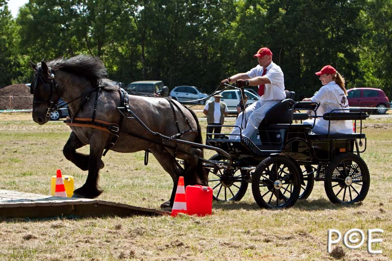 090628_MG_9150.jpg - Concours de présentation de cheval ardennais