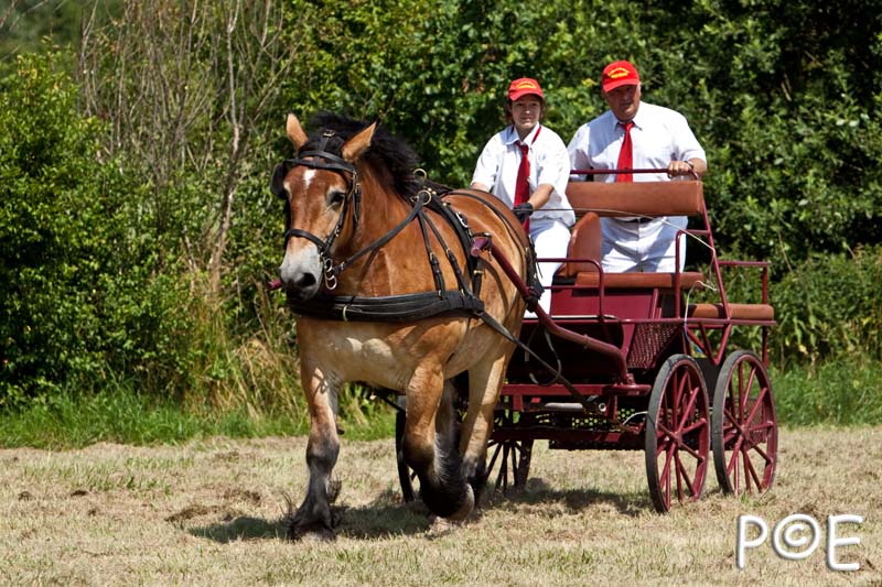 090628_MG_9164.jpg - Concours de présentation de cheval ardennais