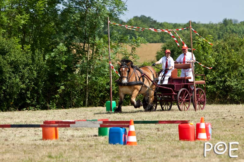 090628_MG_9171.jpg - Concours de présentation de cheval ardennais