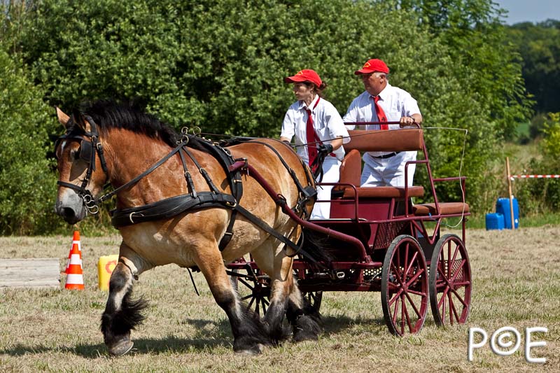 090628_MG_9184.jpg - Concours de présentation de cheval ardennais