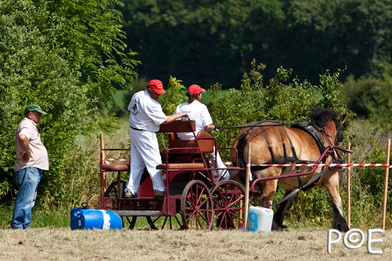 090628_MG_9202.jpg - Concours de présentation de cheval ardennais
