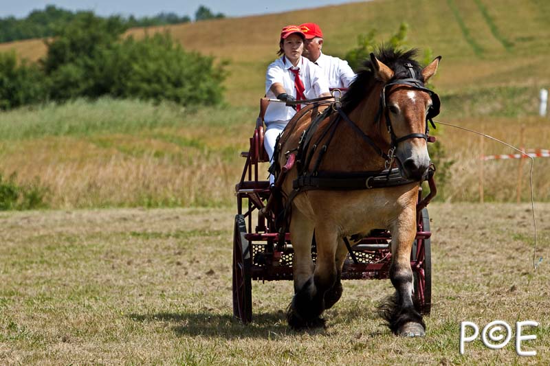 090628_MG_9206.jpg - Concours de présentation de cheval ardennais