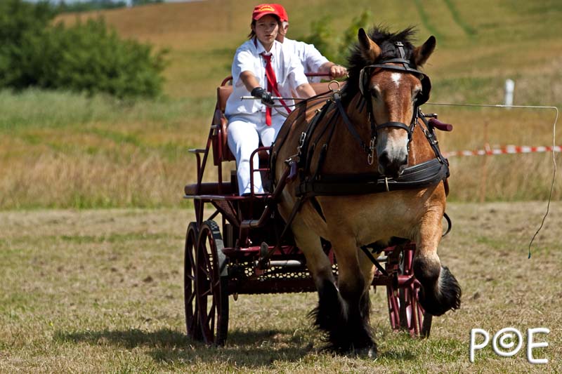 090628_MG_9207.jpg - Concours de présentation de cheval ardennais