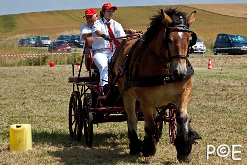 090628_MG_9210.jpg - Concours de présentation de cheval ardennais