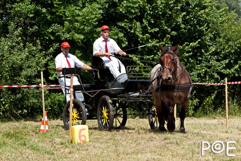090628_MG_9219.jpg - Concours de présentation de cheval ardennais