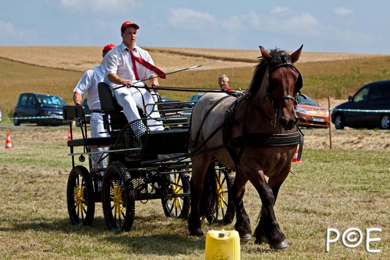 090628_MG_9224.jpg - Concours de présentation de cheval ardennais