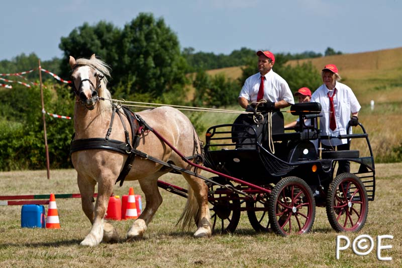 090628_MG_9225.jpg - Concours de présentation de cheval ardennais