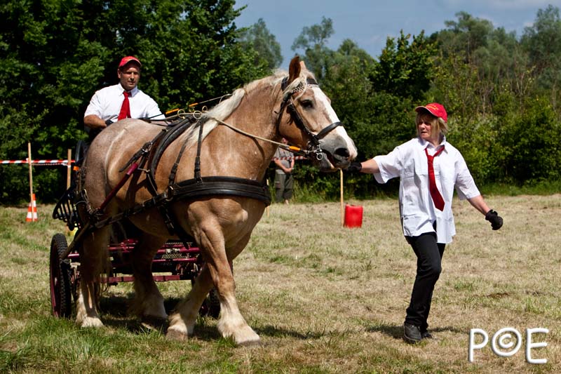 090628_MG_9235.jpg - Concours de présentation de cheval ardennais