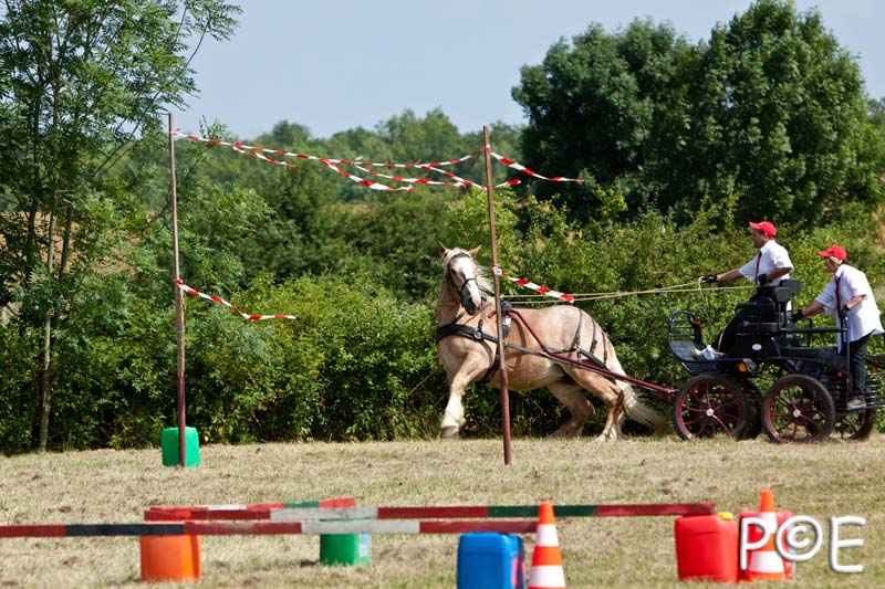090628_MG_9236.jpg - Concours de présentation de cheval ardennais