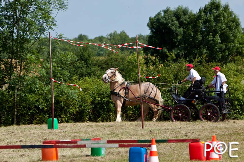 090628_MG_9239.jpg - Concours de présentation de cheval ardennais