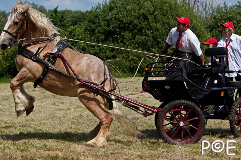 090628_MG_9261.jpg - Concours de présentation de cheval ardennais