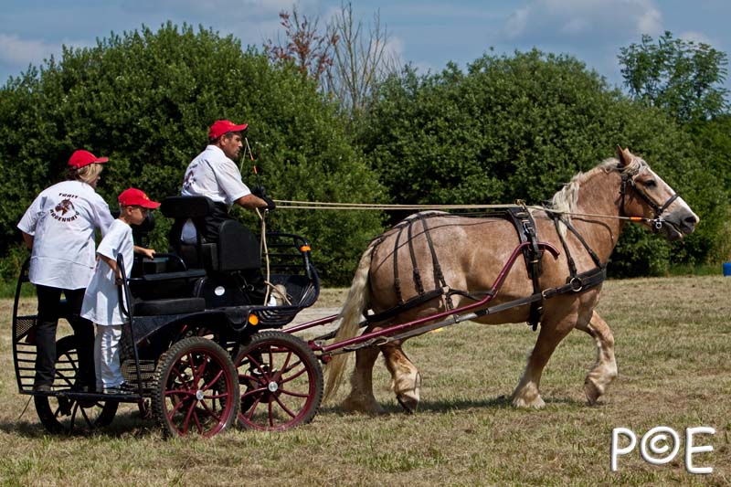 090628_MG_9266.jpg - Concours de présentation de cheval ardennais