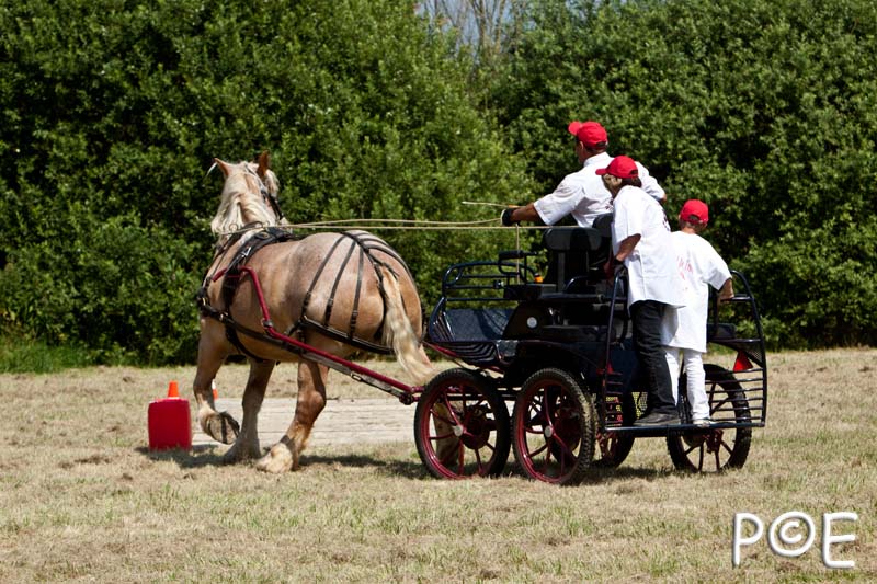 090628_MG_9268.jpg - Concours de présentation de cheval ardennais