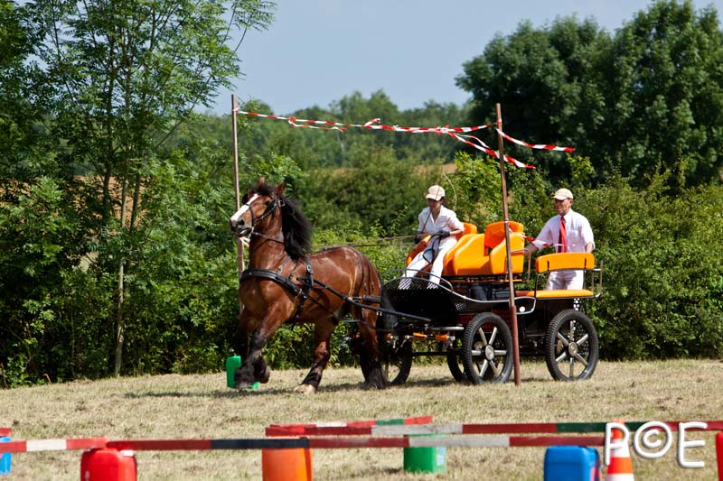 090628_MG_9279.jpg - Concours de présentation de cheval ardennais