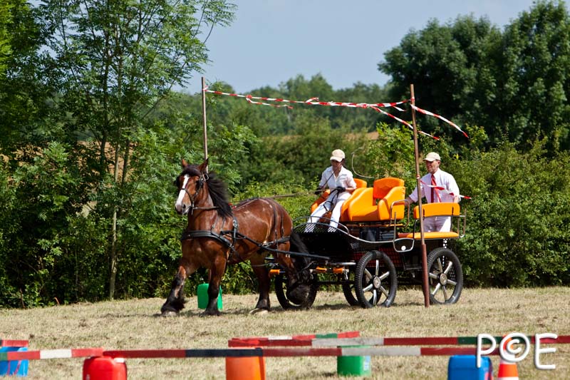 090628_MG_9280.jpg - Concours de présentation de cheval ardennais