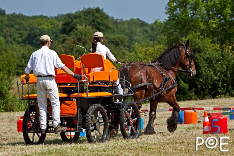 090628_MG_9284.jpg - Concours de présentation de cheval ardennais