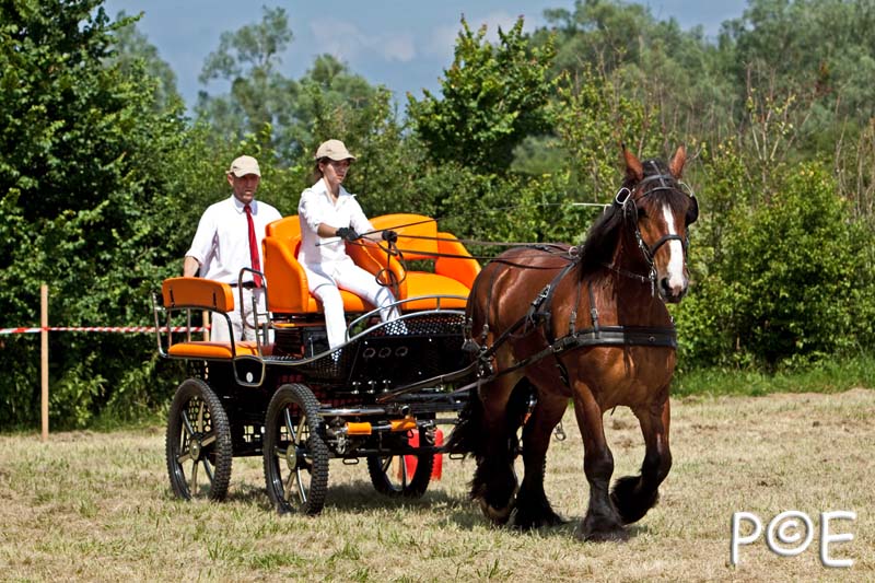 090628_MG_9291.jpg - Concours de présentation de cheval ardennais