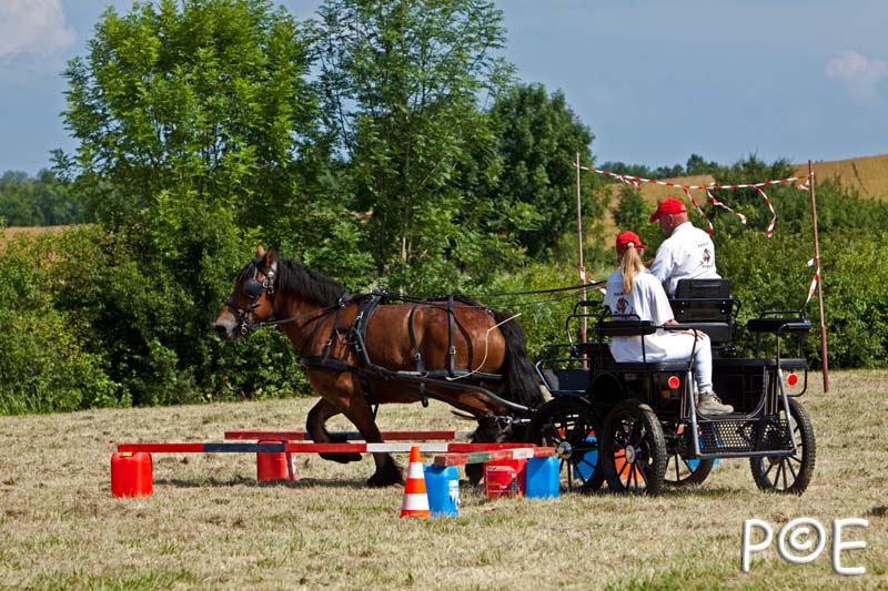 090628_MG_9541.jpg - Concours de présentation de cheval ardennais