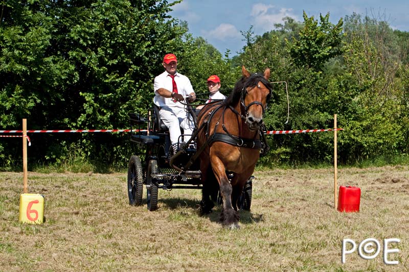 090628_MG_9546.jpg - Concours de présentation de cheval ardennais