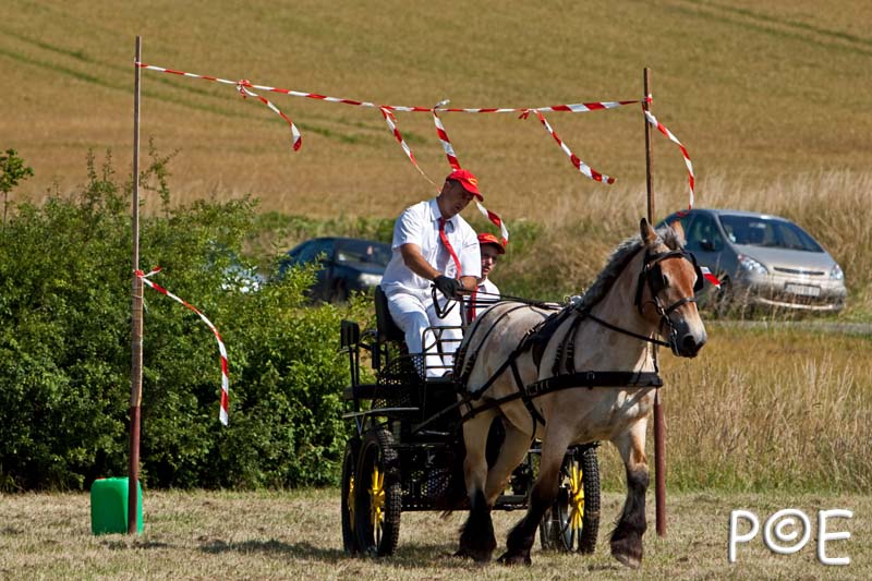 090628_MG_9583.jpg - Concours de présentation de cheval ardennais
