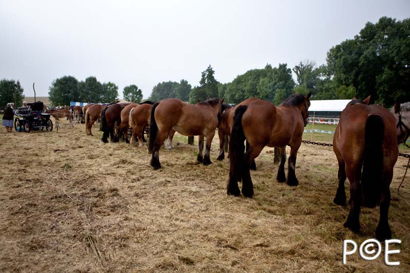 090628_MG_0034.jpg - Education et attelage de chevaux