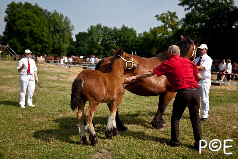 090628_MG_0063.jpg - Education et attelage de chevaux