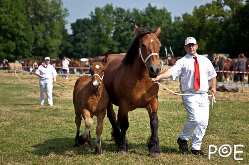 090628_MG_0064.jpg - Education et attelage de chevaux