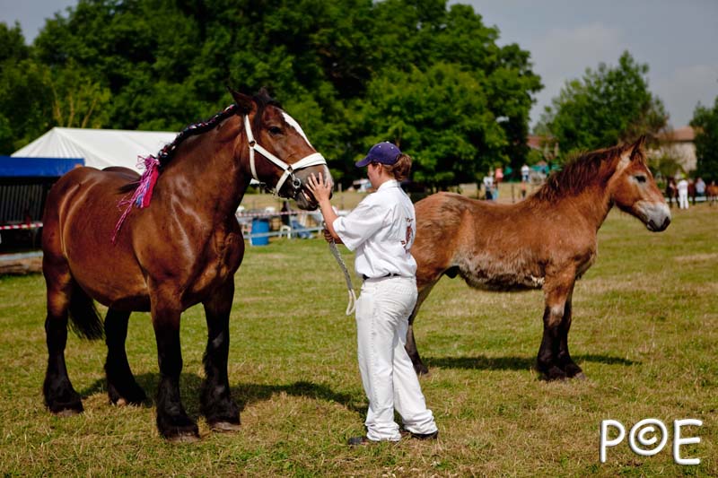 090628_MG_0069.jpg - Education et attelage de chevaux