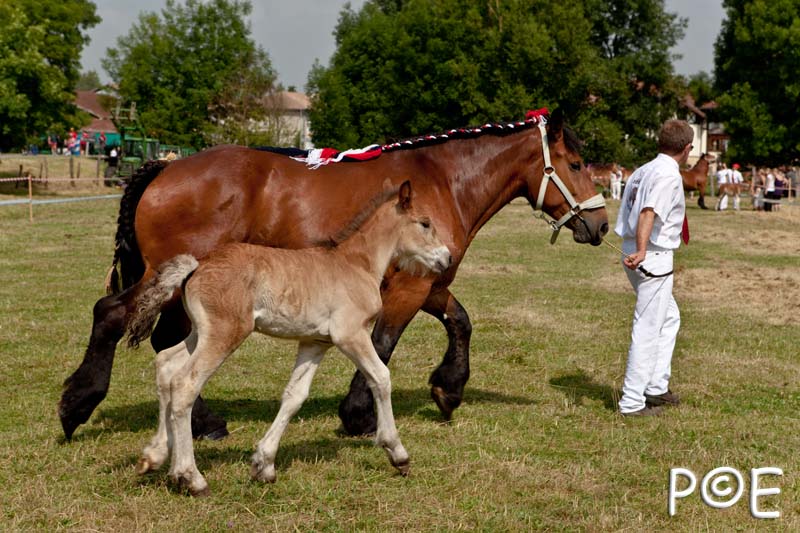 090628_MG_0080.jpg - Education et attelage de chevaux